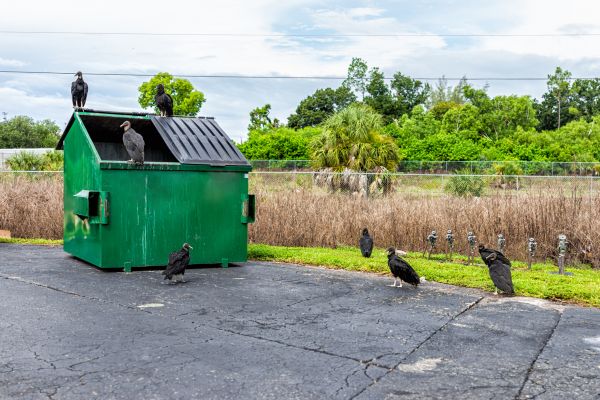 Bird Management Services