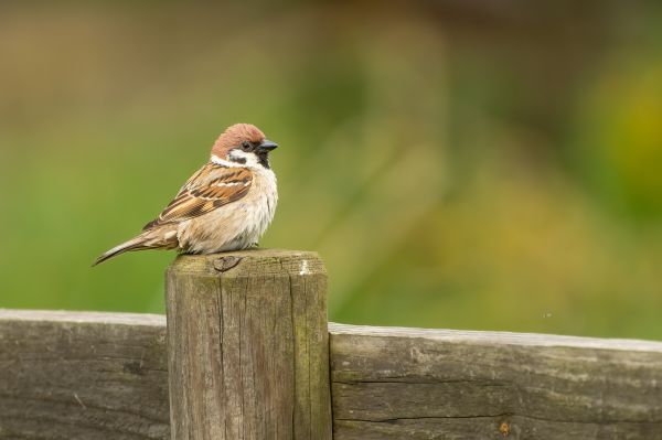 Bird Deterrence