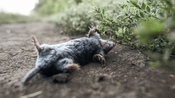 Animal Pest Removal