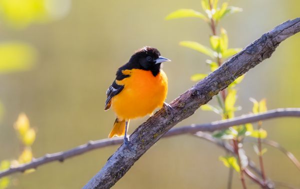 Bird Barrier Installation
