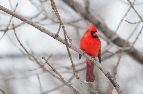 Bird Mitigation