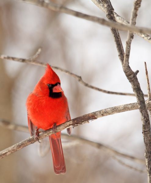 Bird Control