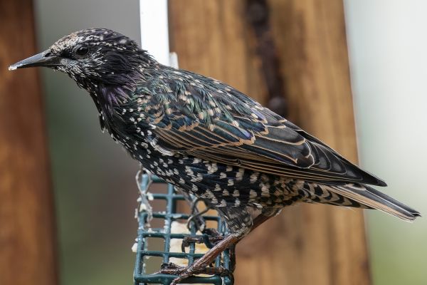 Pest Bird Management