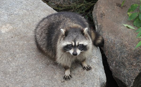 Pest Animal Removal