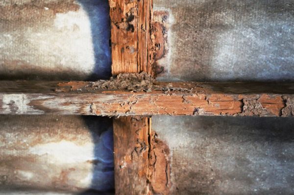 Termite Pest Control - Termite Pest Control Teller County, Colorado