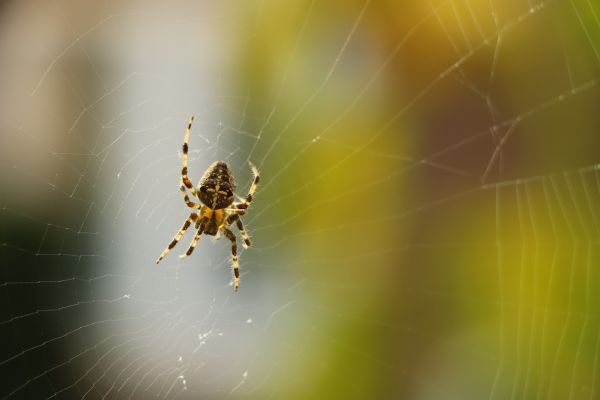 Spider Pest Control