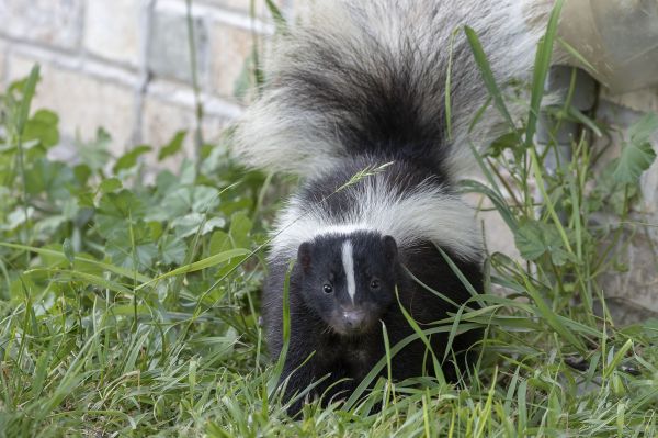 Skunk Pest Control