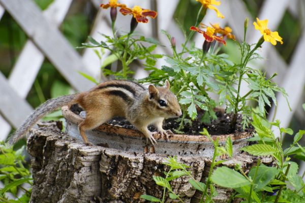 Chipmunk Pest Control - Chipmunk Pest Control Nassau County, New York
