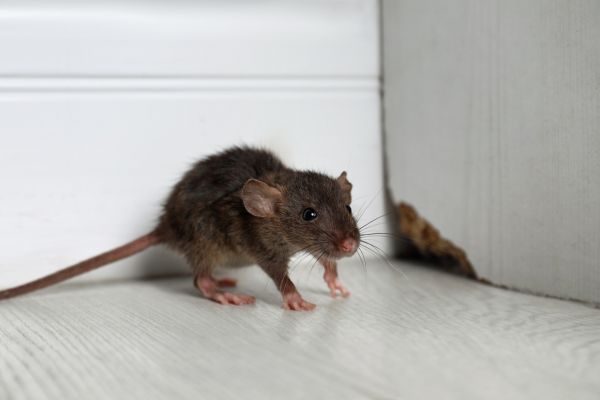 Rodent Pest Control