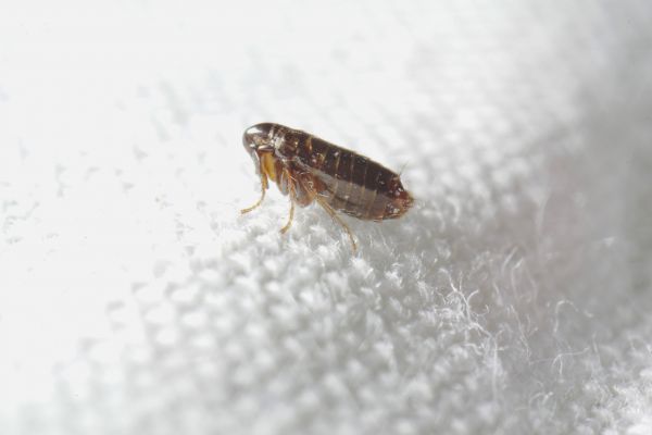 Flea Pest Control