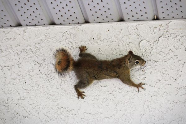 Emergency Squirrel Removal