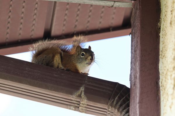 Animal Pest Control