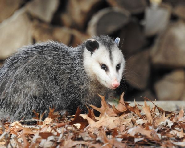 Critter Management