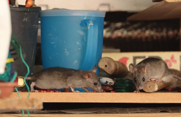 Mice Control