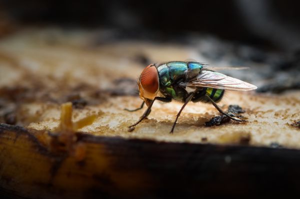 Fly Management