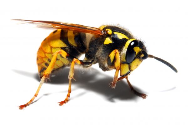 Yellow Jacket Pest Control
