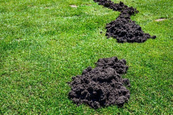 Mole Damage Repair