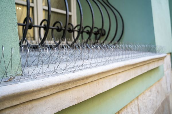 Pigeon Deterrence Installation