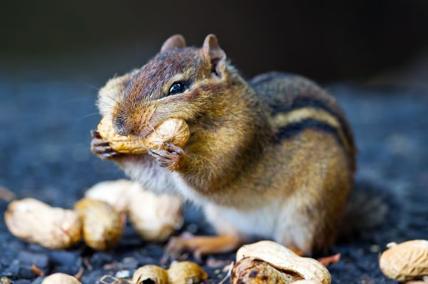 Chipmunk Extermination