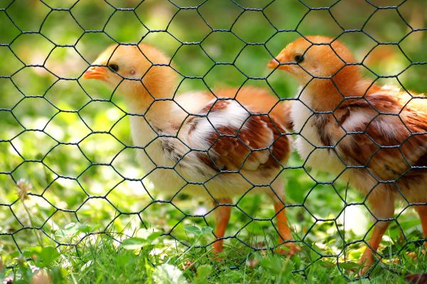 Bird Guard Installation