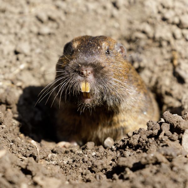 Gopher Trapping