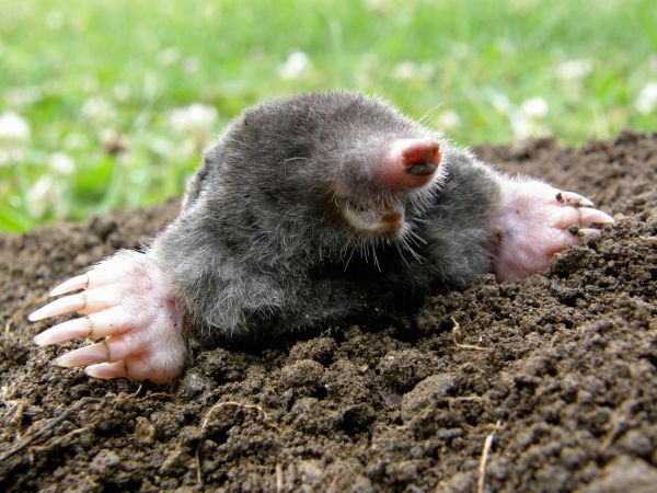 Mole Pest Control