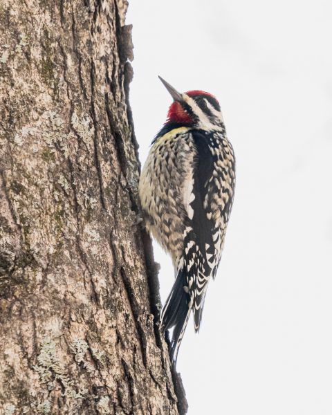 Woodpecker Abatement - Woodpecker Abatement West Hartford, Connecticut