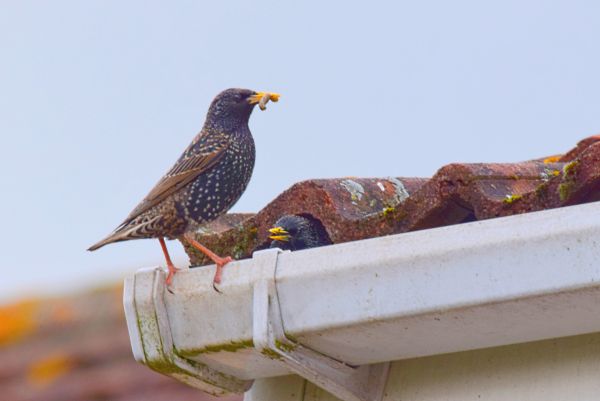 Birds Nest Removal