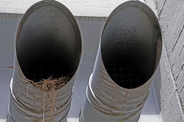 Vent Bird Removal
