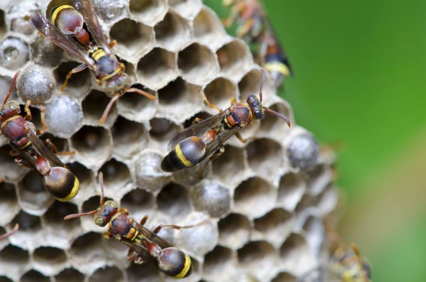 Hornets Nest Removal - Hornets Nest Removal Battle Creek, Michigan