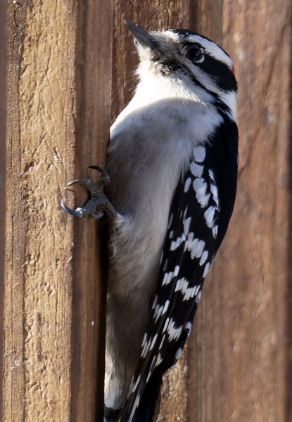 Woodpecker Removal