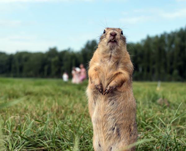 Gopher Extermination