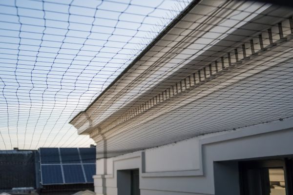 Pigeon Control Setup