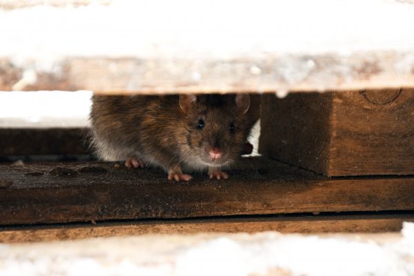Mice Eradication
