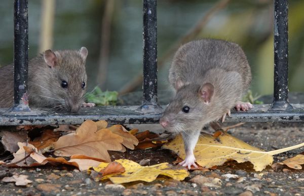 Rat And Mouse Fumigation