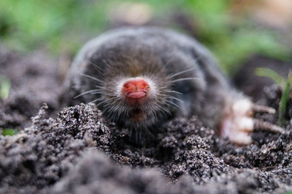 Mole Capture Service - Mole Capture Service El Paso, Texas