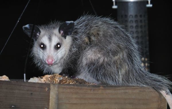 Opossum Exclusion
