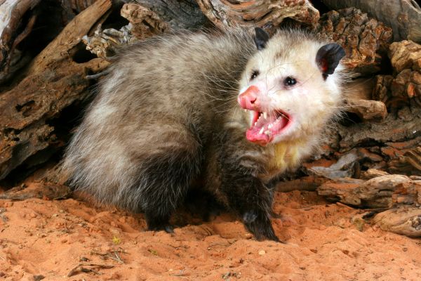 Opossum Eradication