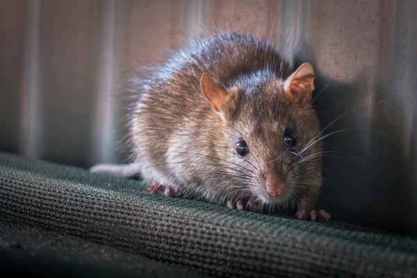 Pest Rodent Removal