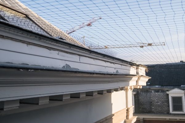 Roof Bird Exclusion