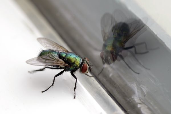 Fly Eradication