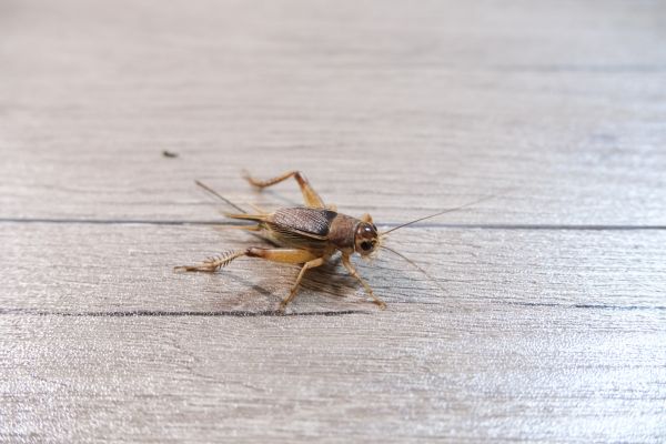 Cricket Prevention