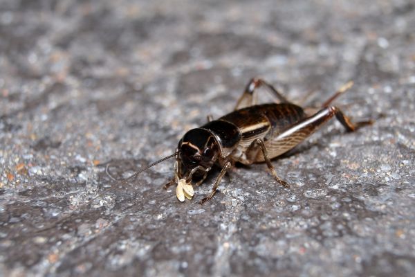 Cricket Extermination