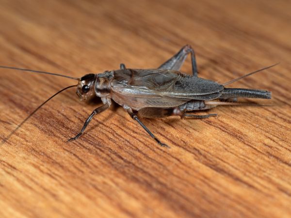 Cricket Infestation Control
