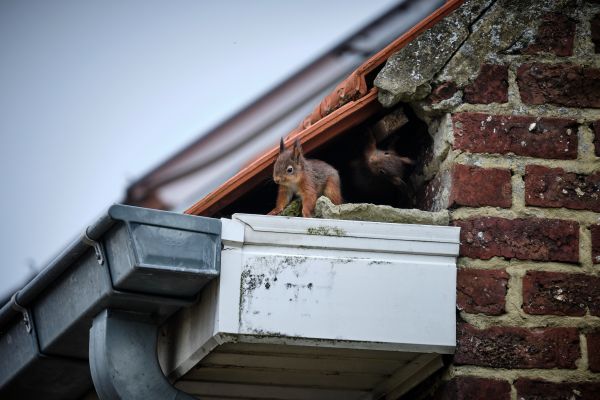 Chimney Squirrel Trapping