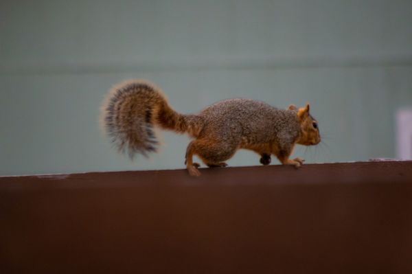 Chimney Squirrel Relocation