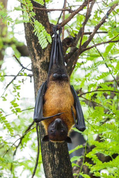 Bat Relocation
