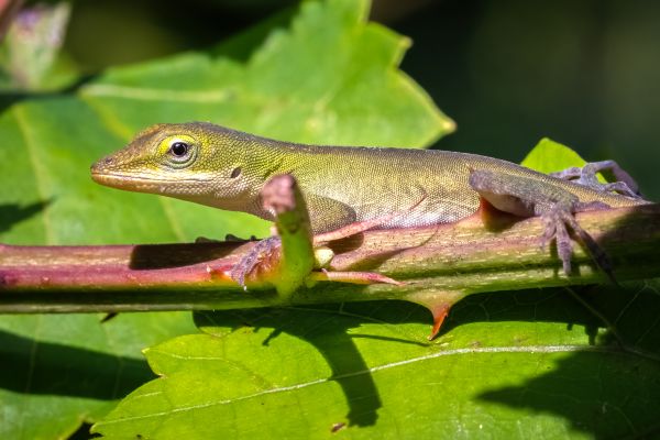 Lizard Pest Removal