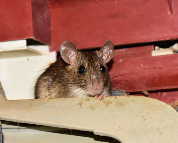 Mouse Elimination