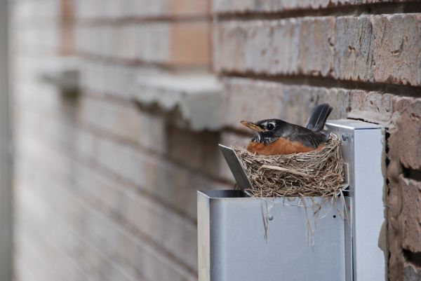 Bird Nest Control